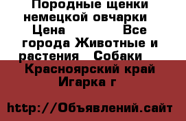 Породные щенки немецкой овчарки › Цена ­ 24 000 - Все города Животные и растения » Собаки   . Красноярский край,Игарка г.